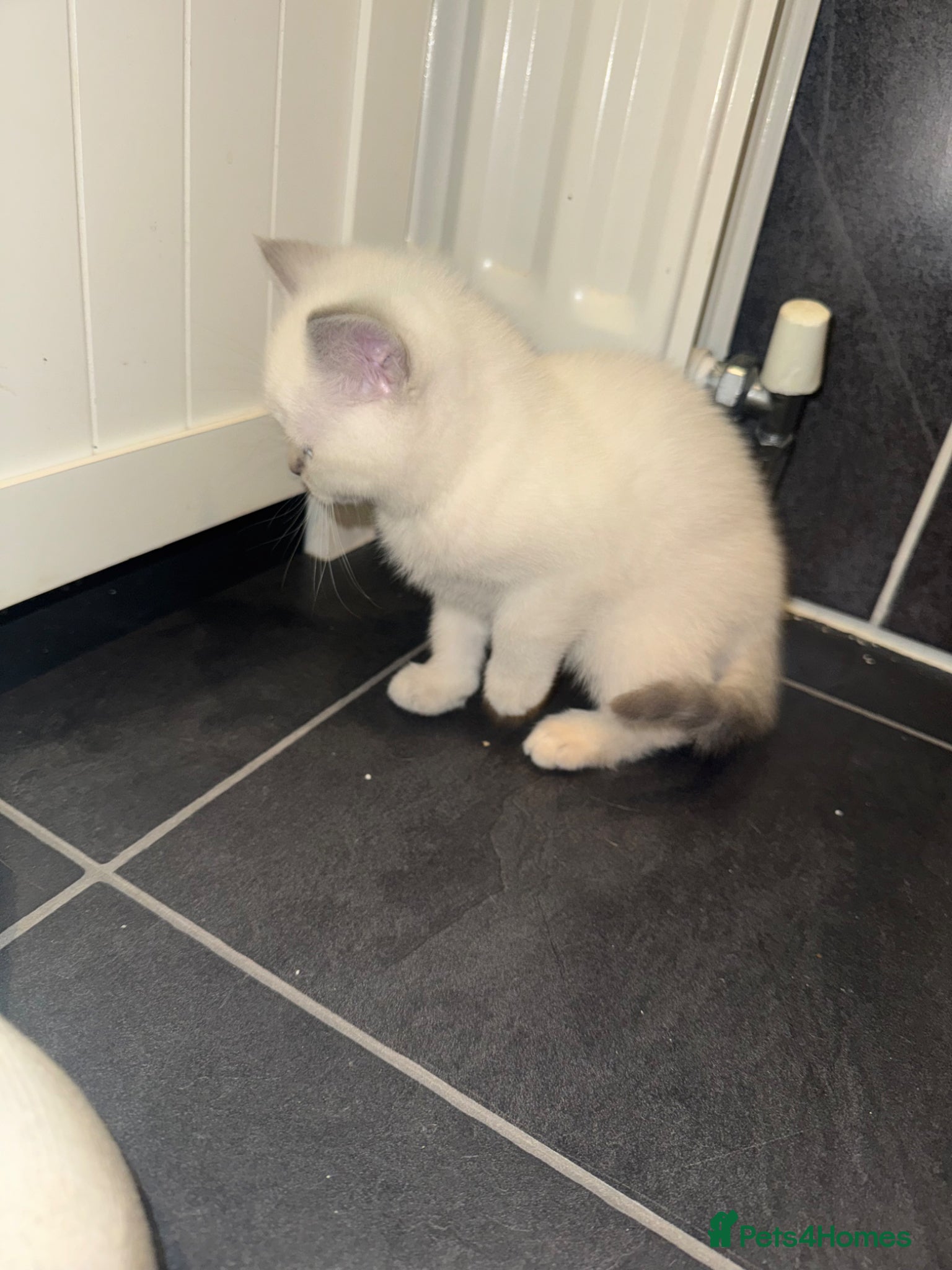 British Shorthair cats for sale: BSH 2 FEMALES LEFT READY NOW  - Advert 6