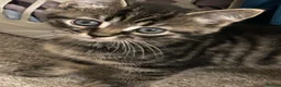 Mixed Breed cats for sale: Beautiful Kittens  - Advert 7