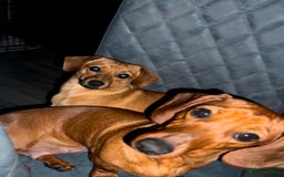 Mixed Breed dogs for sale: 2yr Playful DachshundxPom Full of Love&Personality - Image 3