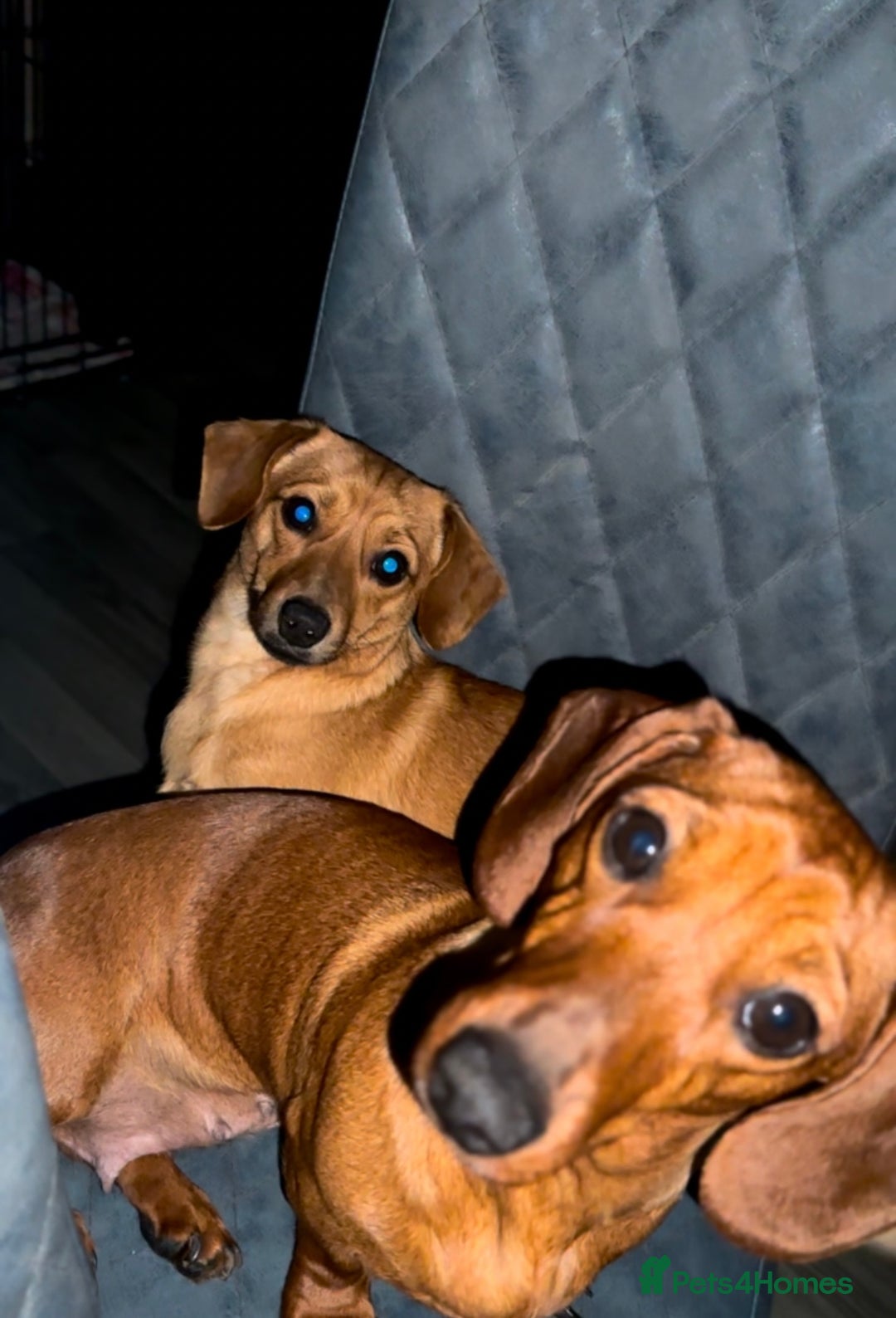 Mixed Breed dogs for sale: 2yr Playful DachshundxPom Full of Love&Personality - Image 3