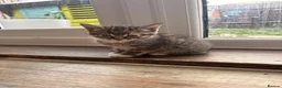 Mixed Breed cats for sale: Last 3 kitten !  1 male 2 females cute kittens  - Advert 10