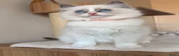 Ragdoll cats for sale: Fluffy Ragdoll Kittens🐾 in Peterborough - Advert 2