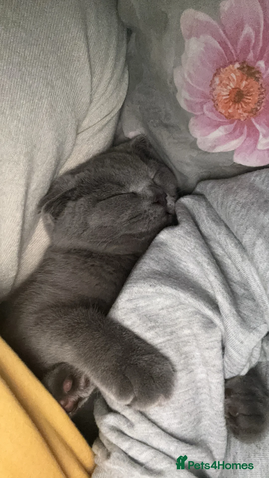 Scottish Fold cats for stud: Scottish fold champion available for stud - Advert 14