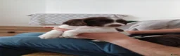 English Springer Spaniel dogs for sale: English springer spaniel puppies  - Advert 24