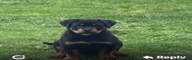 Rottweiler puppie - female 