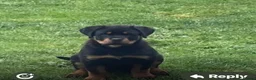 Rottweiler dogs for sale: Female Rottweiler puppie for sale   - Advert 5