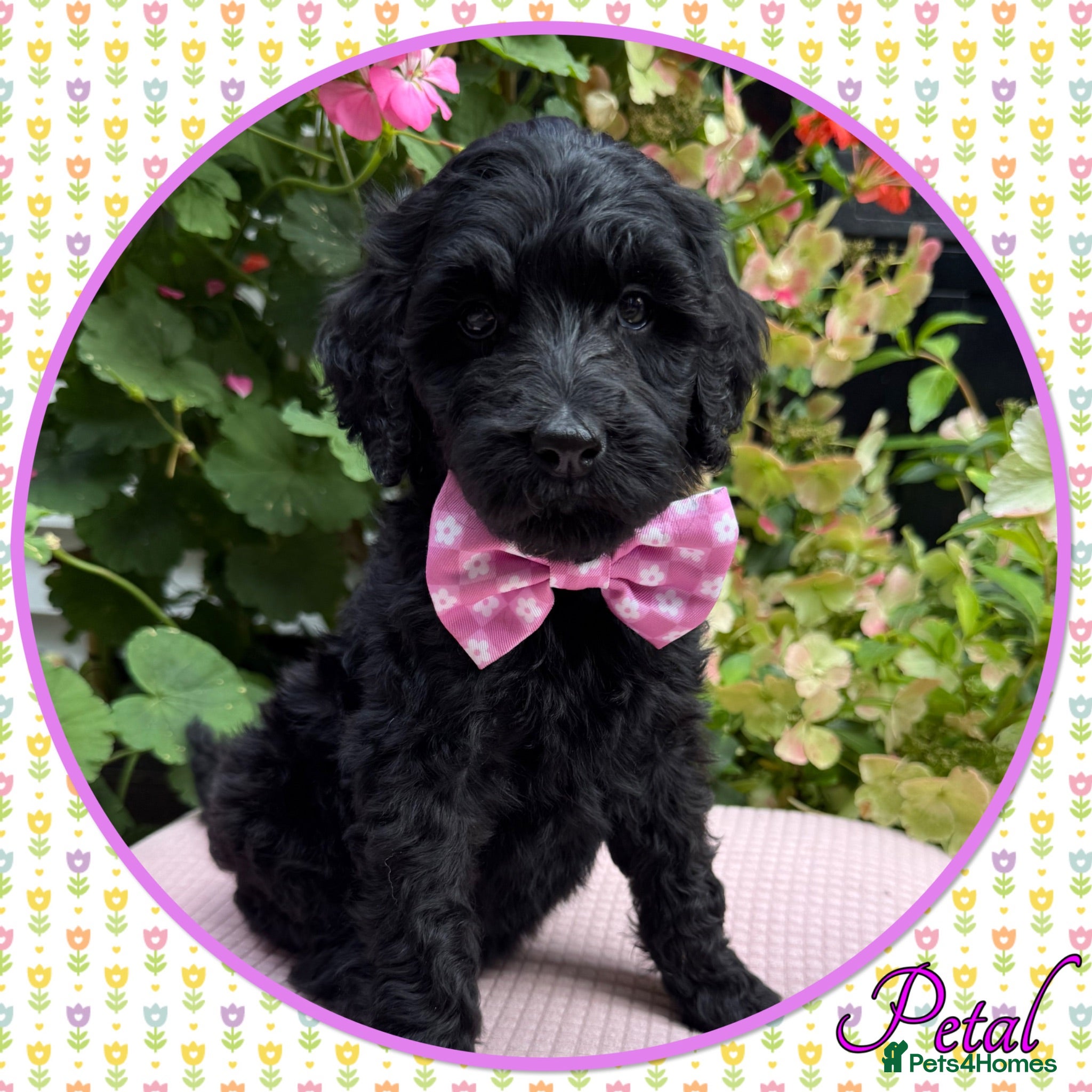Labradoodle dogs 🌈CAN STAY FOR UPCOMING HOLS🌈OUTSTANDING PUPS🌈 - Advert 1