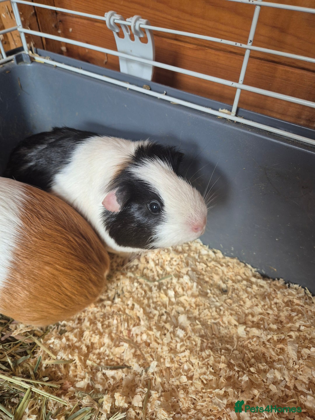 Guinea Pig rodents for sale: X2 guinea pigs for sale  - Image 6