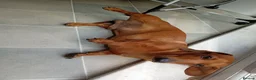 Miniature Dachshund dogs for sale: * tan miniature daschaund *  - Advert 10