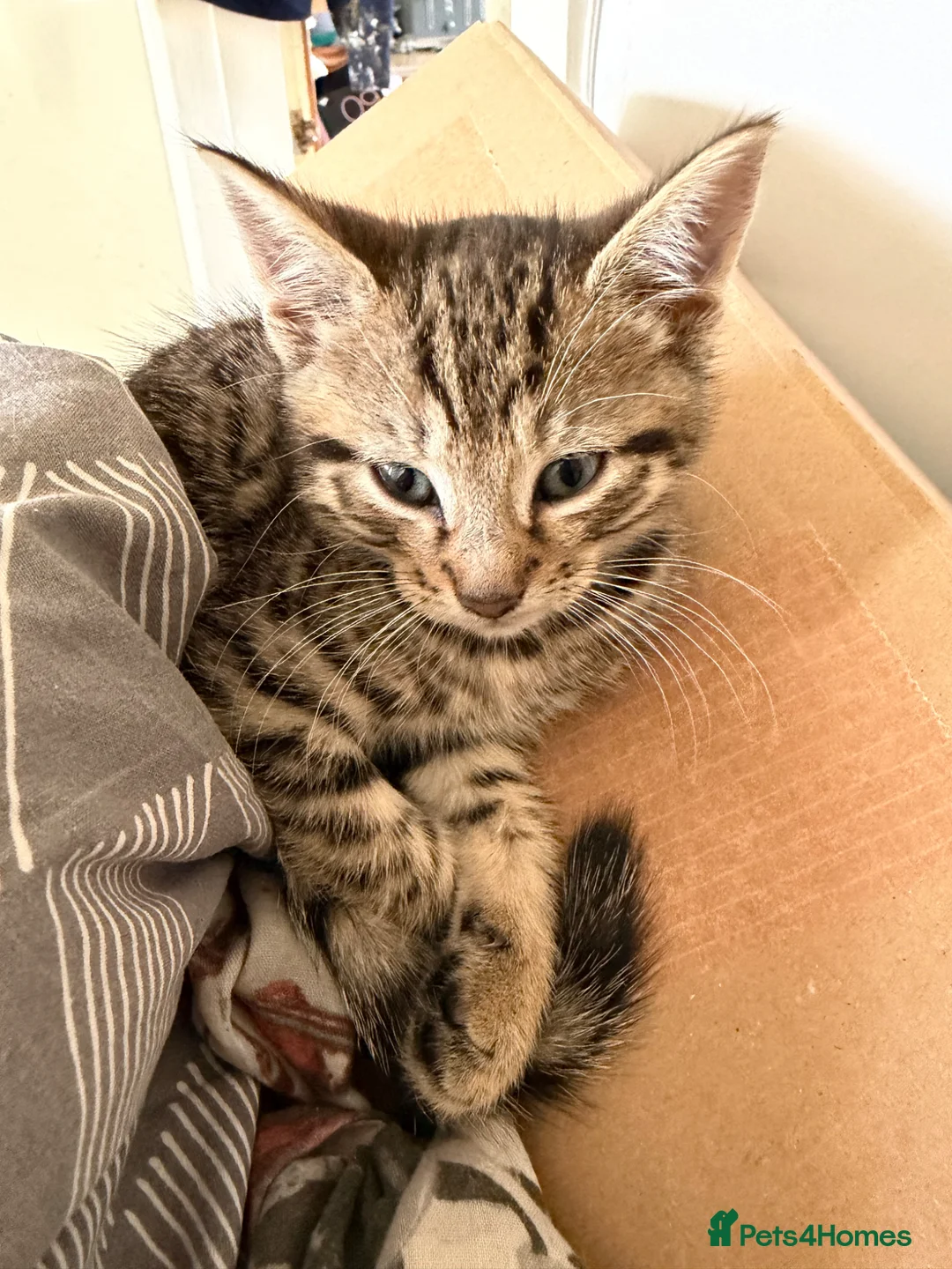 Mixed Breed cats for sale: 3 beautiful kittens looking for there new home  - Advert 2