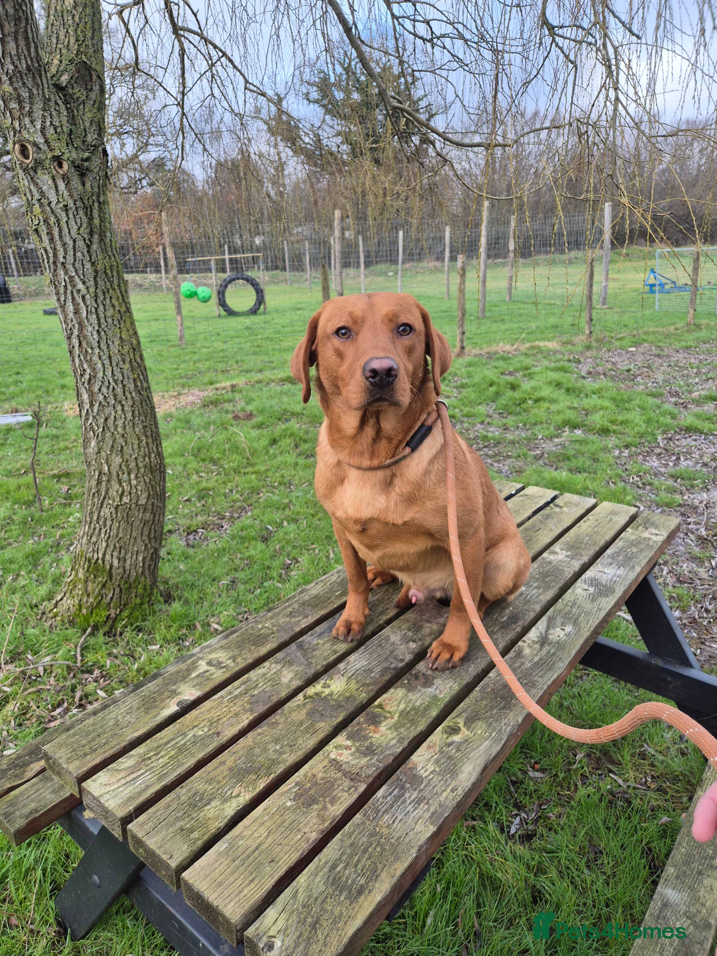 Labrador Retriever dogs Fox Red Labrador for Stud - Advert 4