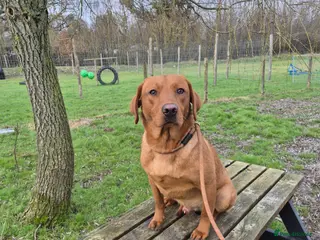 Labrador Retriever dogs Fox Red Labrador for Stud - Advert 1