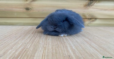 Mini Lop rabbits - Advert 11
