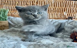 British Shorthair cats for sale: (READY NOW)EXCEPTIONAL PURE BREED BSH - Image 2