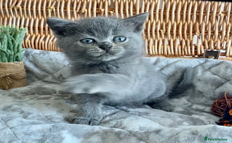 British Shorthair cats - Advert 3