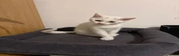Mixed Breed cats for sale: Beautiful white kitten  - Advert 5