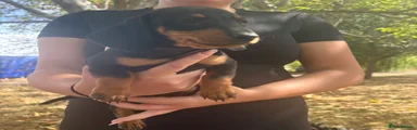 Dachshund 1