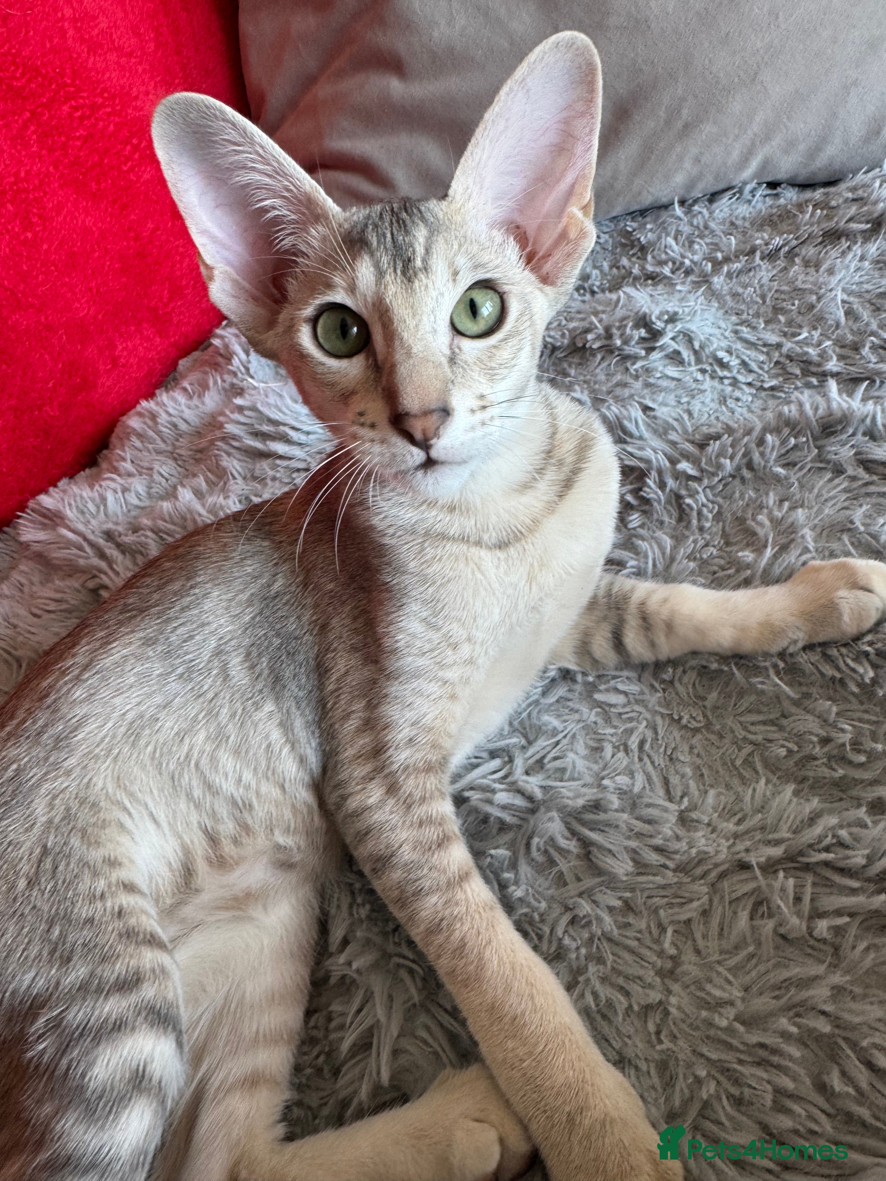 Peterbald cats Pedigree registered TICA kittens - Advert 2