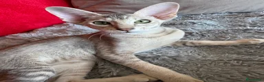Peterbald Kitten 7