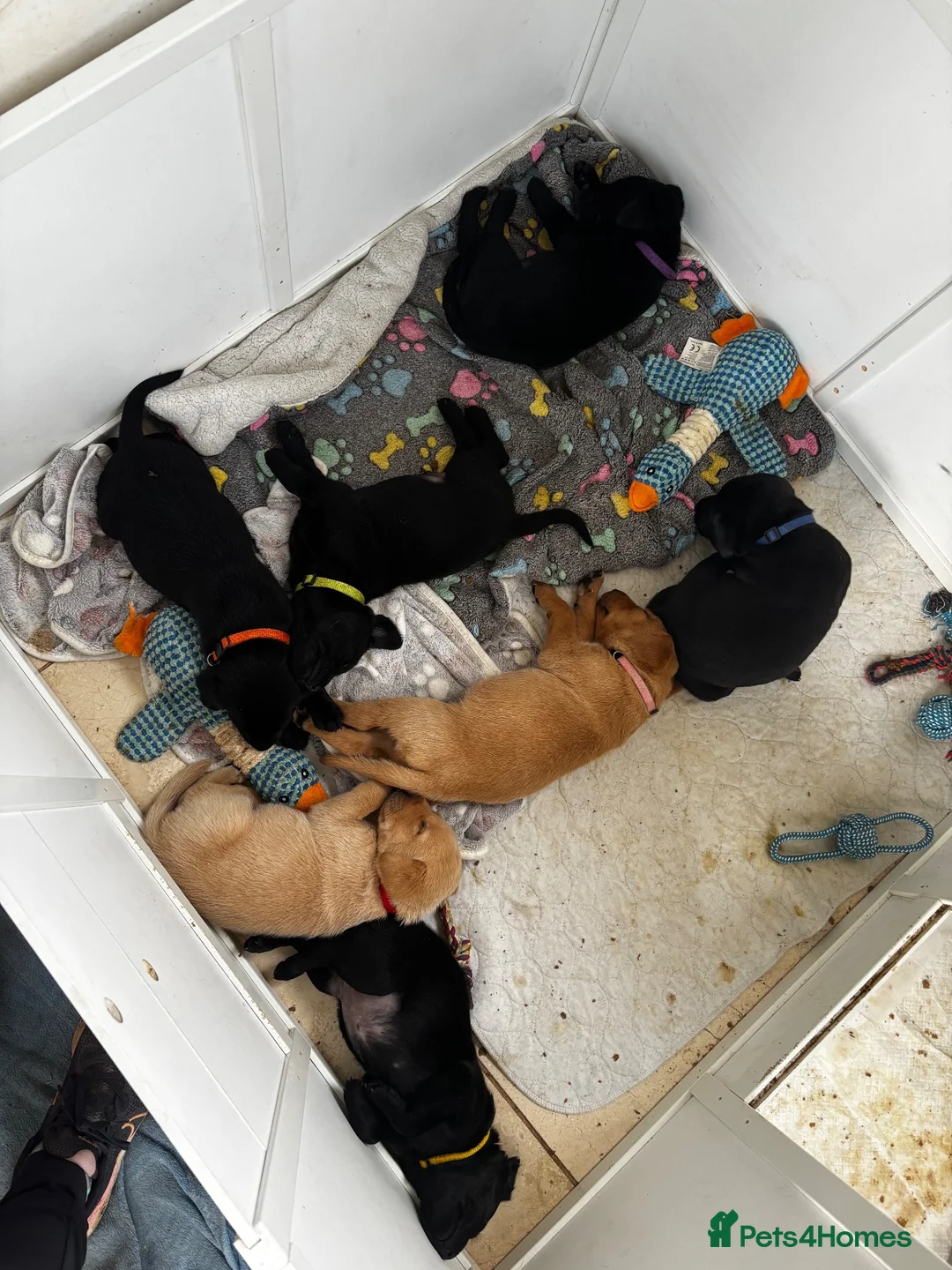 Labrador Retriever dogs for sale: Working line Labrador puppies - Advert 2