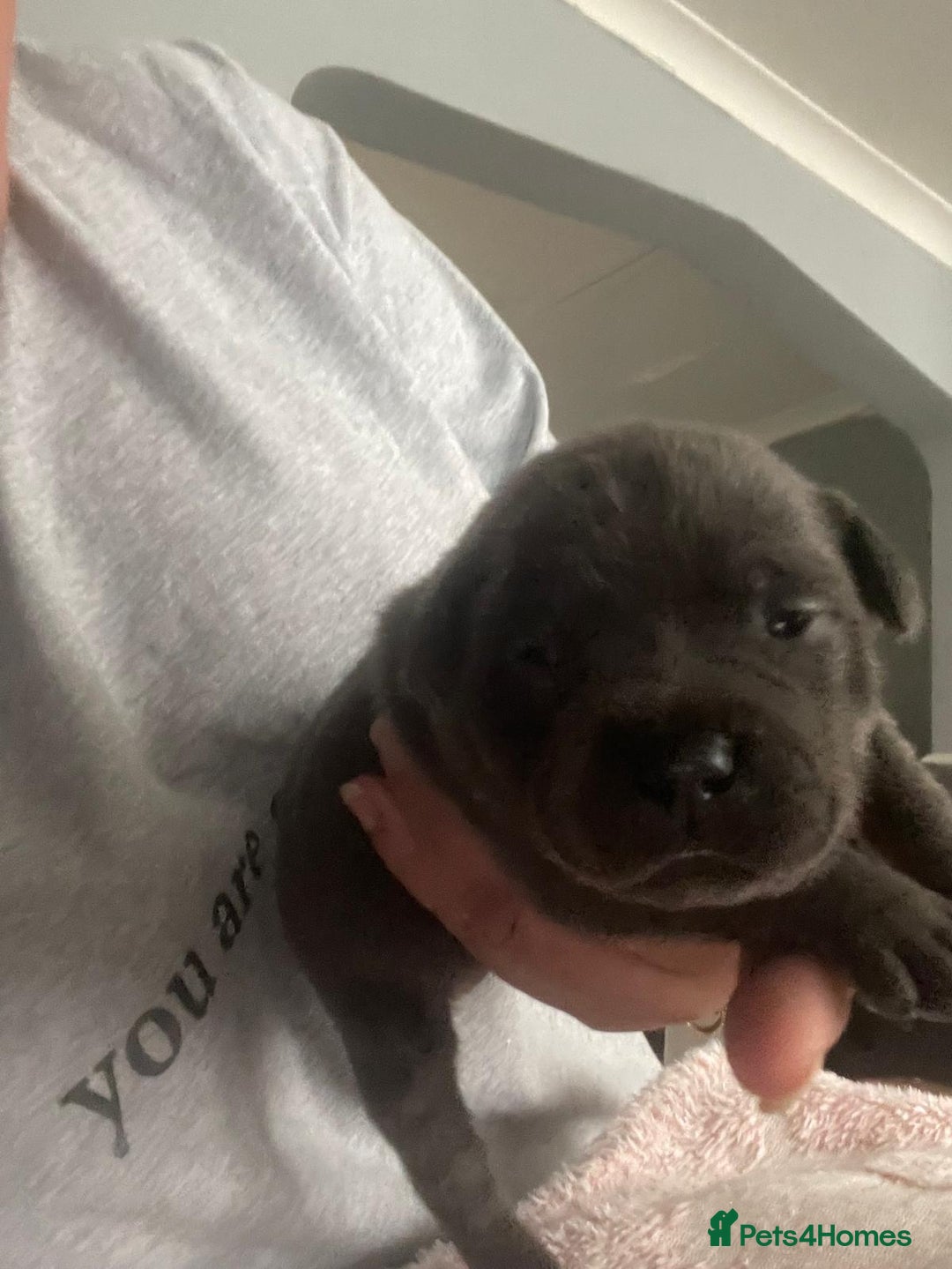 Staffordshire Bull Terrier dogs for sale: Chunky Staffy puppies excellent bloodline - Image 1