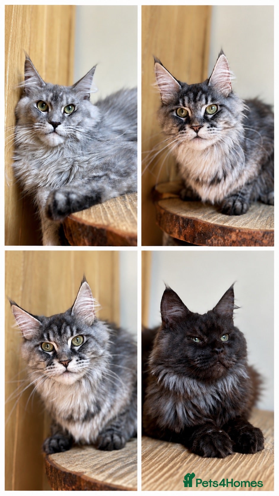 Maine Coon cats Beautiful Maine Coon females - Advert 1