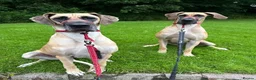 Great Dane dogs for sale: 2 x Adult Great Dane Females - Advert 2