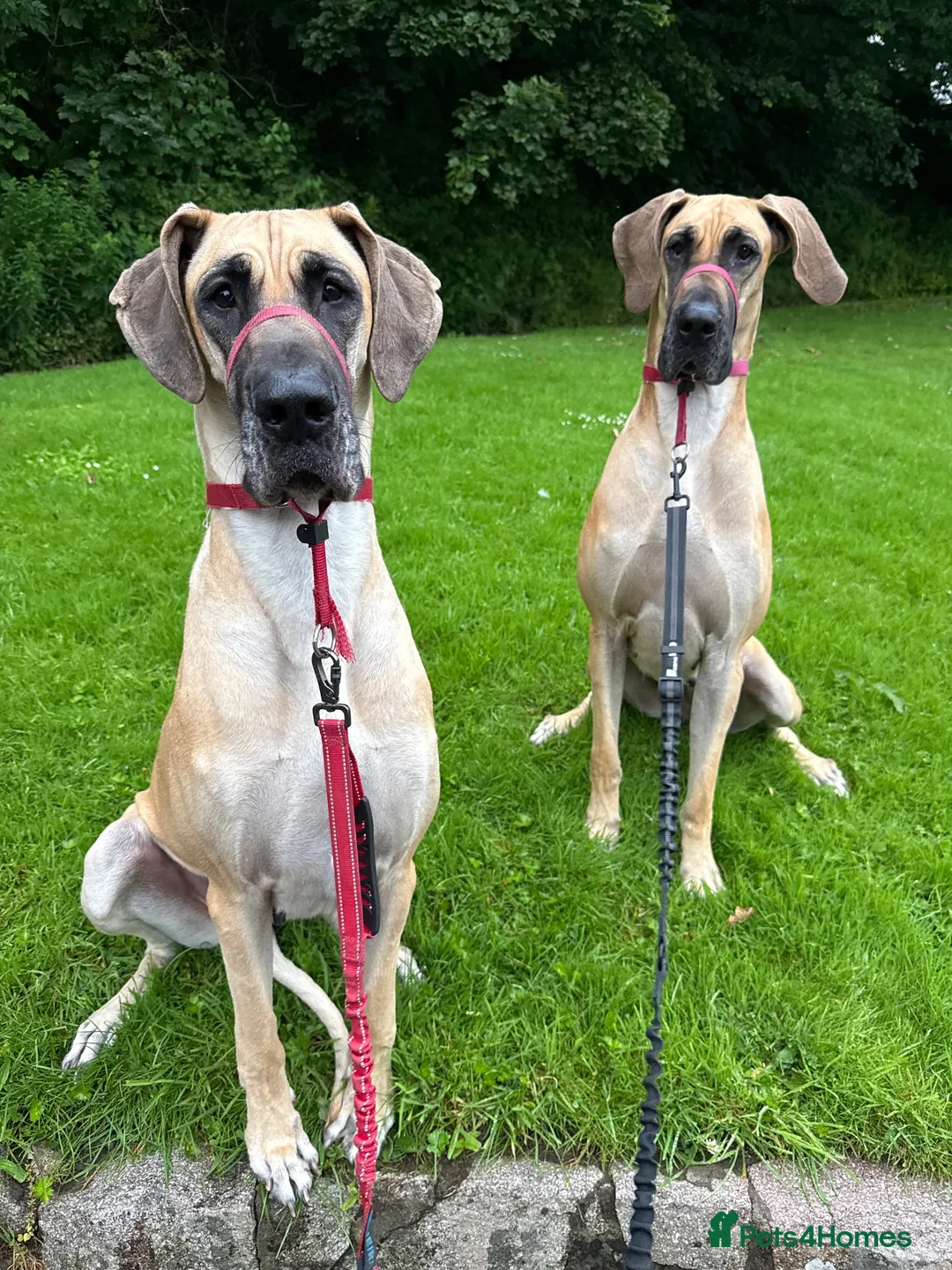 Great Dane dogs for sale: 2 x Adult Great Dane Females - Advert 2
