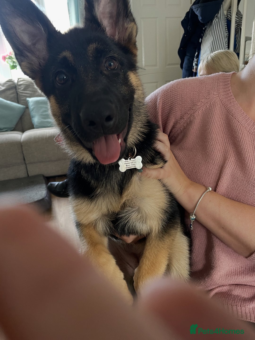 German Shepherd dogs for sale: 5 month old German Shepherd girl - Image 3