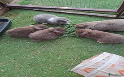 Mini Lop rabbits for sale: Mini lops boys ready to leave  - Image 17