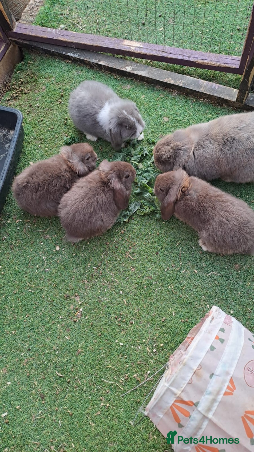 Mini Lop rabbits for sale: Mini lops boys ready to leave  - Image 17
