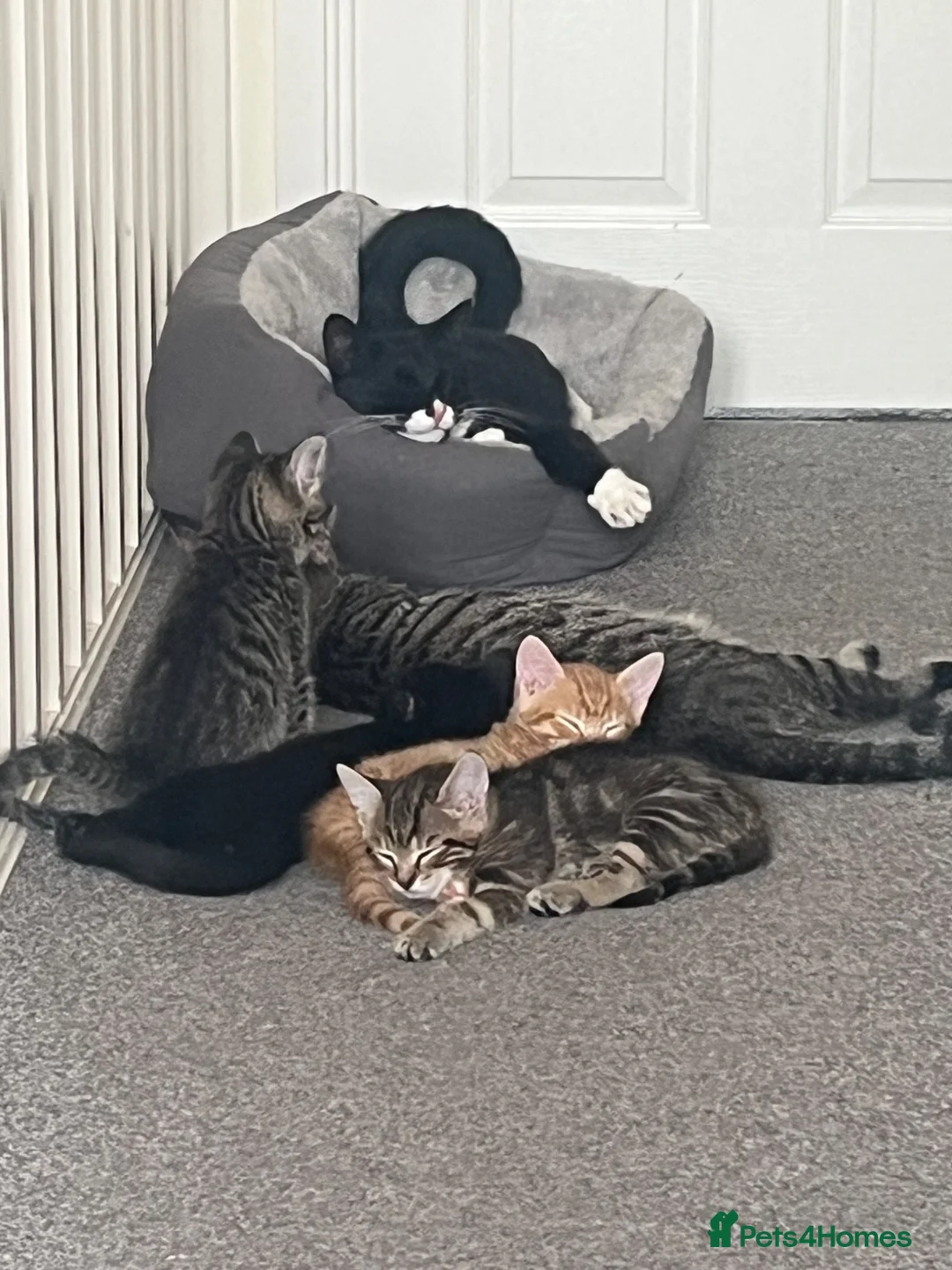 Mixed Breed cats for sale: 3 kittens ready by 22nd June  in Swindon - Advert 11