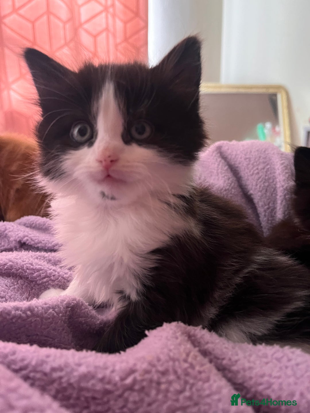 Ragdoll cats for sale: ✨ Ragdoll mix kittens ✨ - Image 2