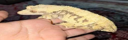 Gecko reptiles for sale: Various crested geckos  - Advert 6