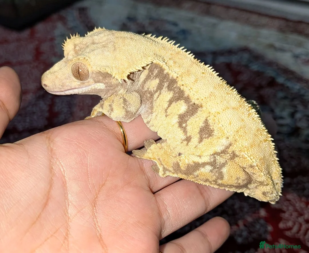Gecko reptiles for sale: Various crested geckos  - Advert 6