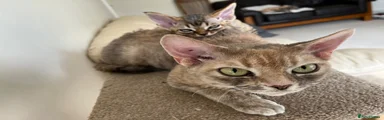 Devon Rex Kitten 1
