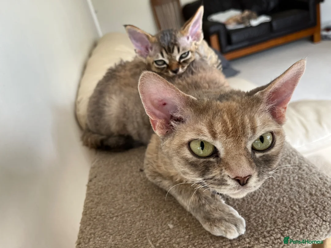 Devon Rex cats for sale: Two Devon Rex boys - Advert 2