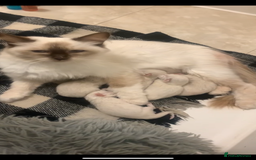 Ragdoll cats for sale: 5 RAGDOLL kittens for sale £400 - Image 1