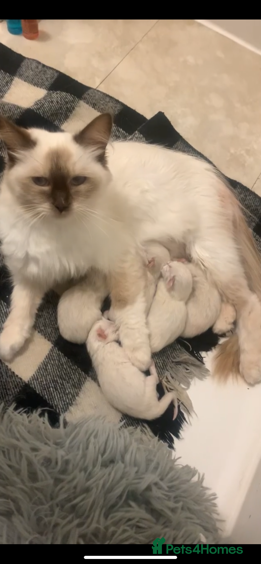 Ragdoll cats for sale: 5 RAGDOLL kittens for sale £400 - Image 1