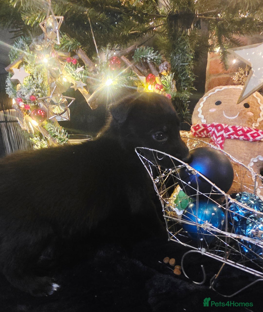 Mixed Breed dogs for sale: STUNNING RED FOX LABRADOR X SPECIAL SIBERIAN HUSKY - Advert 33