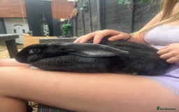 Continental Giant rabbits for sale: Free mum,& baby continental giants to good homes  - Image 4