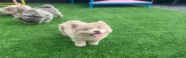 Rare lilac Merle male Chow Chow 5