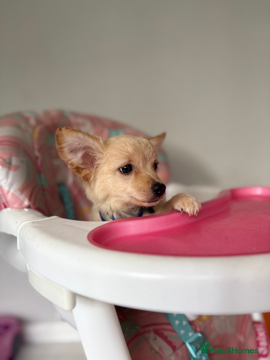 Chihuahua dogs for sale: Chihuahua x Italian volpino (4 puppies left ) 🏆 - Image 20