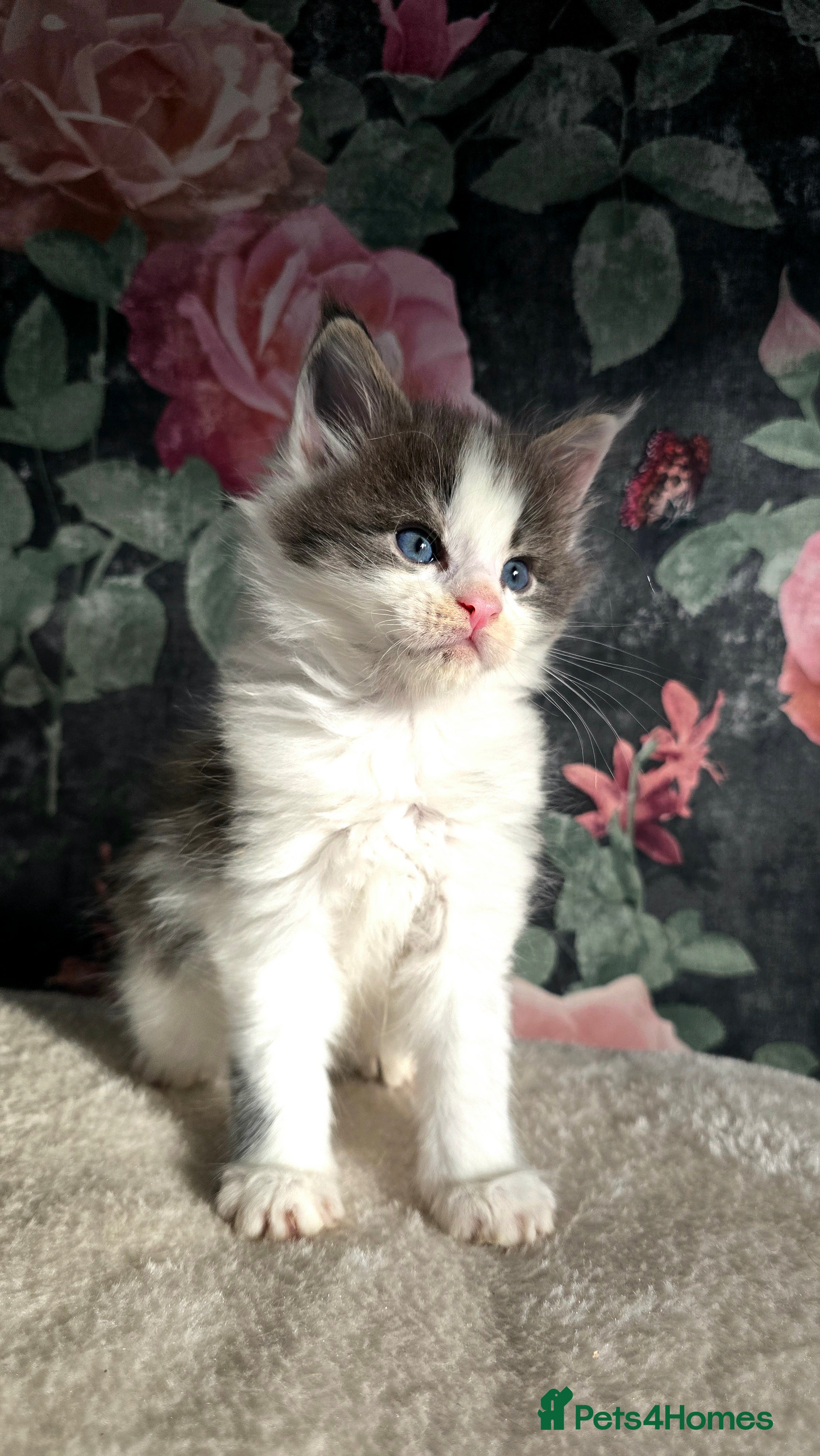 Maine Coon cats stunning bicolour   - Advert 1