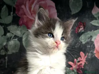 Maine Coon cats stunning bicolour - Advert 1