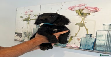 Cocker Spaniel dogs - Advert 11