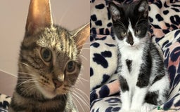 Domestic Shorthair cats for sale: Female Kitten  - Image 2