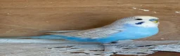 Budgerigars birds for sale: Two Male Budgies - 6/7 months old  - Advert 2