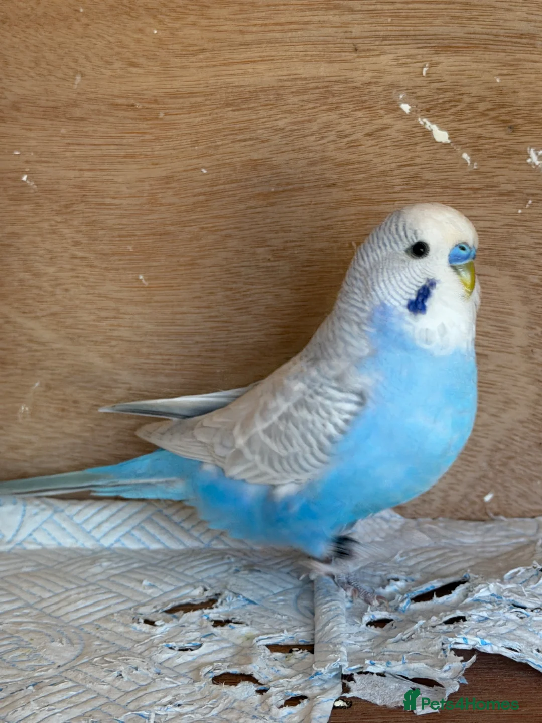 Budgerigars birds for sale: Two Male Budgies - 6/7 months old  - Advert 2