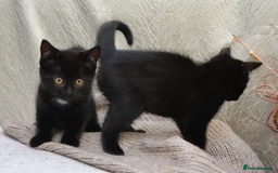 Mixed Breed cats for sale: Beatiful Maine-Coone/Bombay Kittens - Image 9